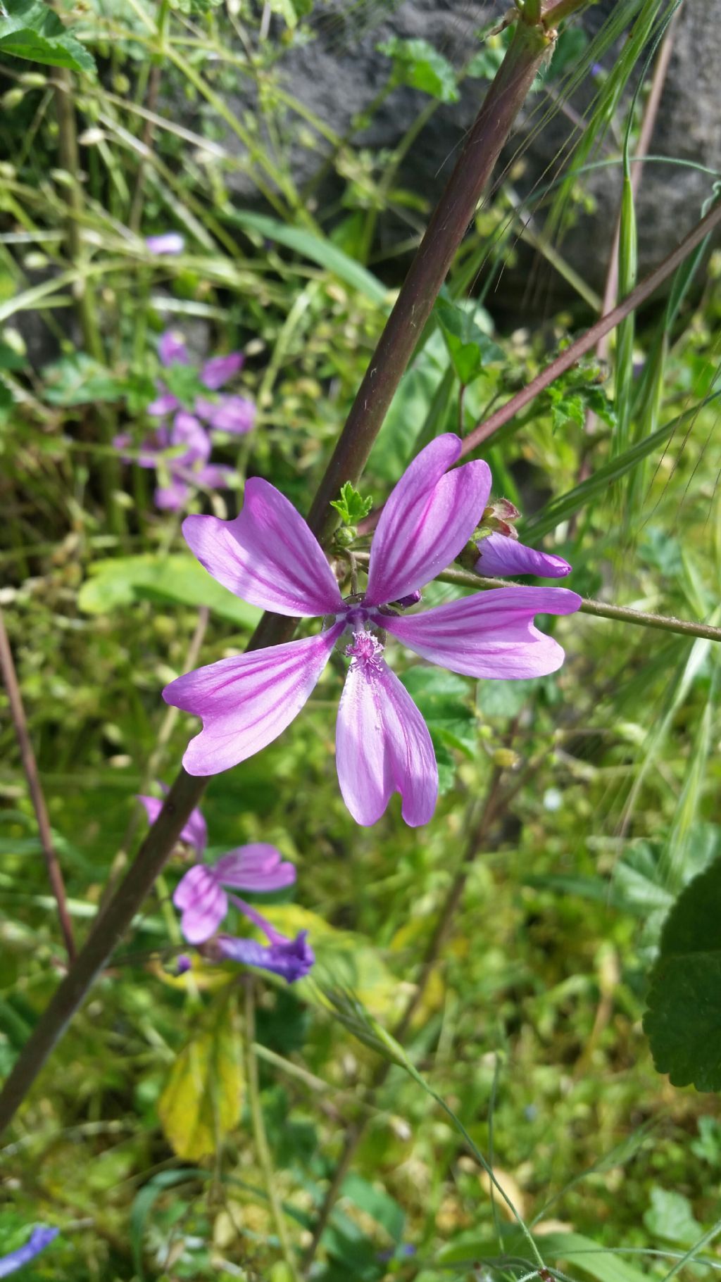 Malva sylvestris  (Malvaceae)